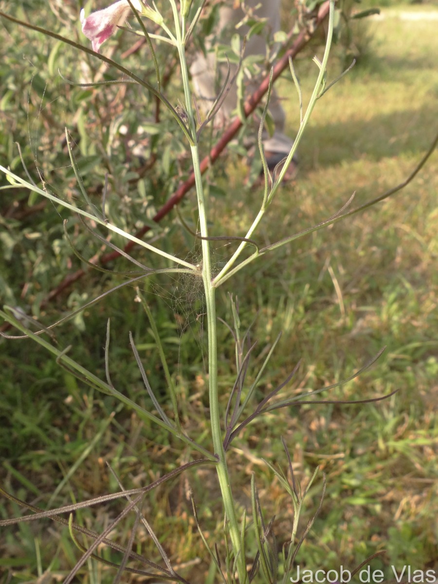 Parasopubia delphiniifolia (L.) H.-P.Hofm. & Eb.Fisch.